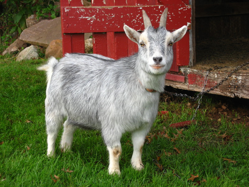 Pygmy goat