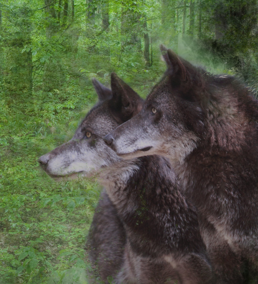 wolfPair