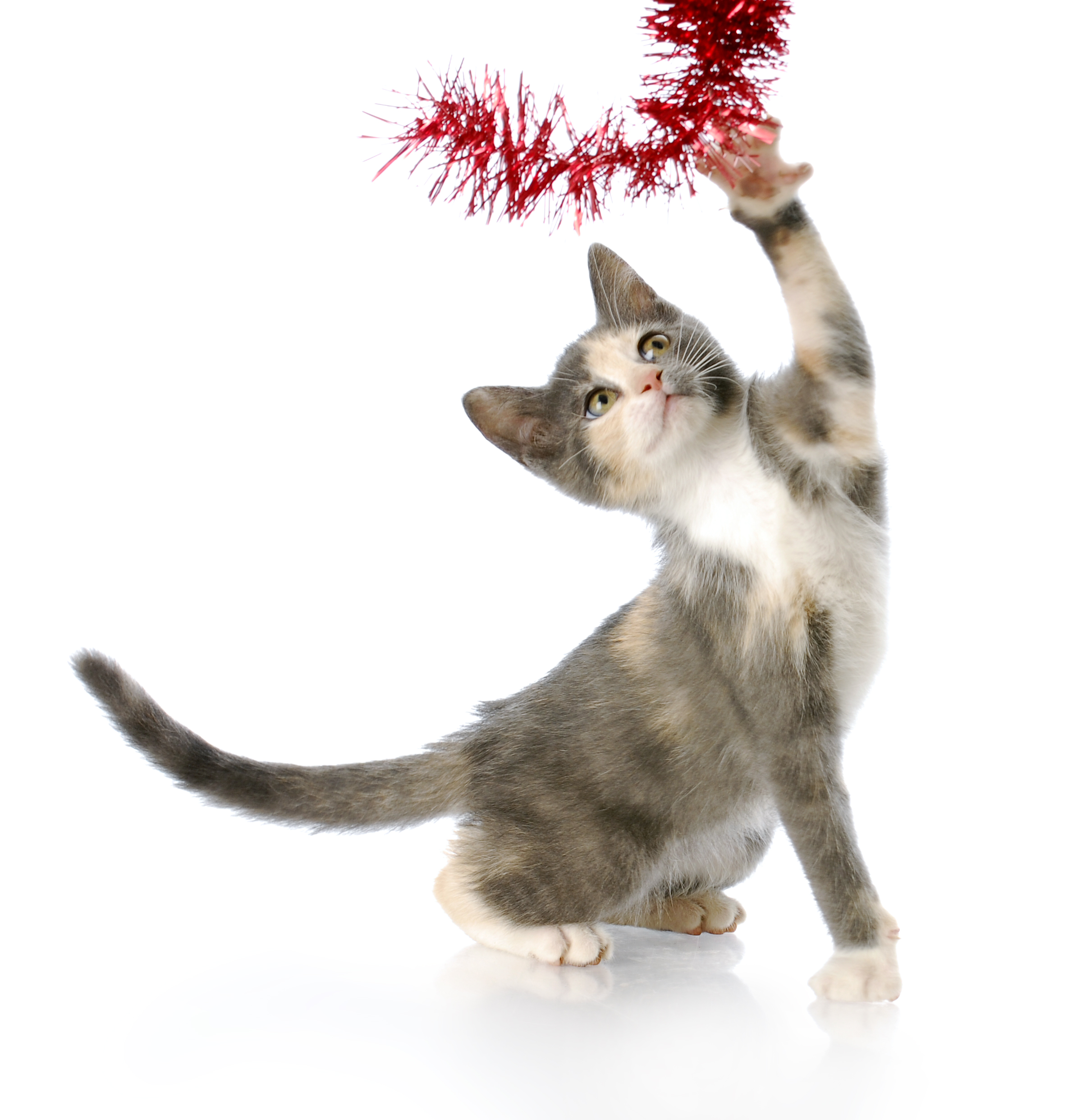 playful christmas kitten