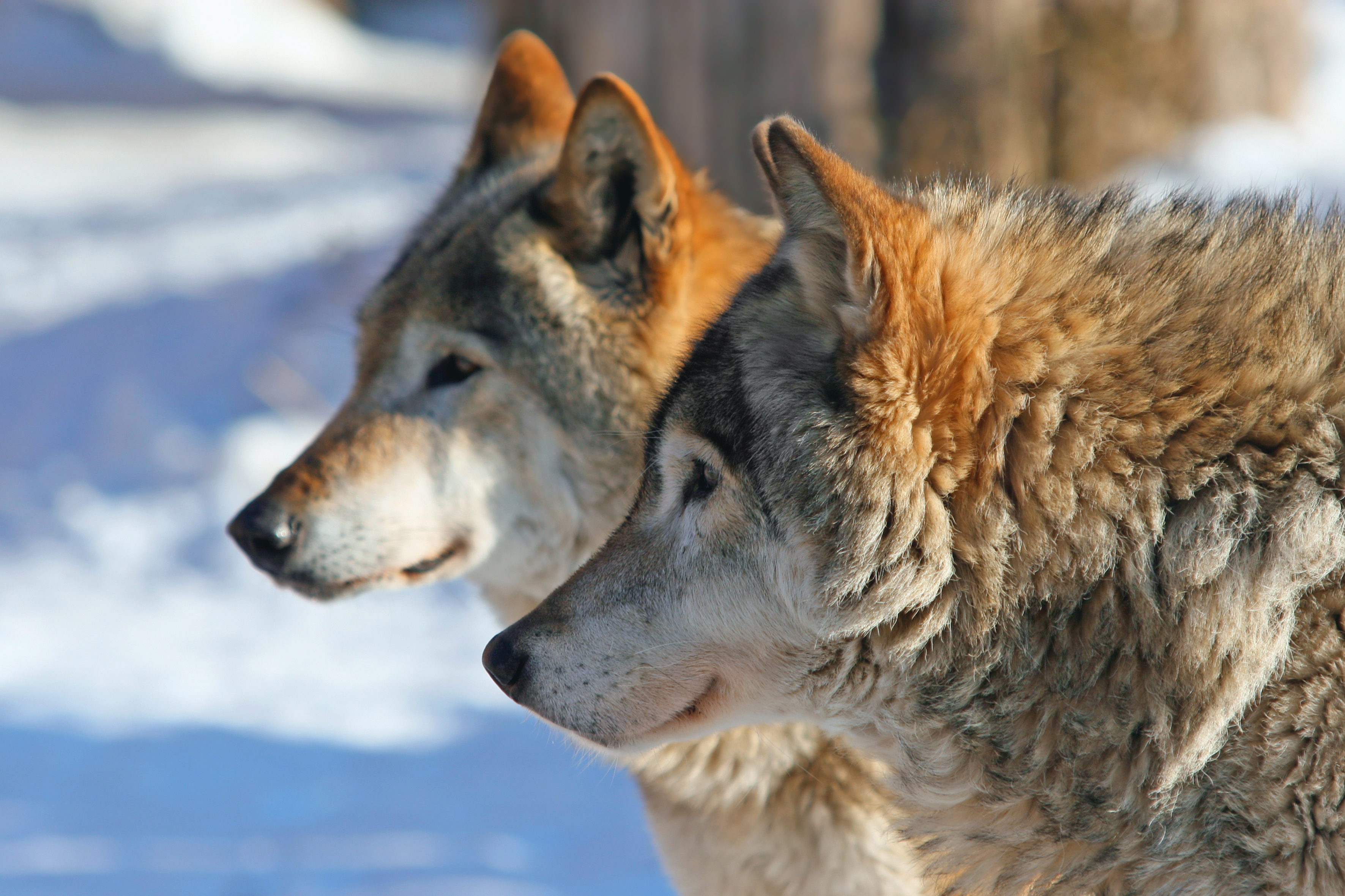 Grey wolves (canis lupus)