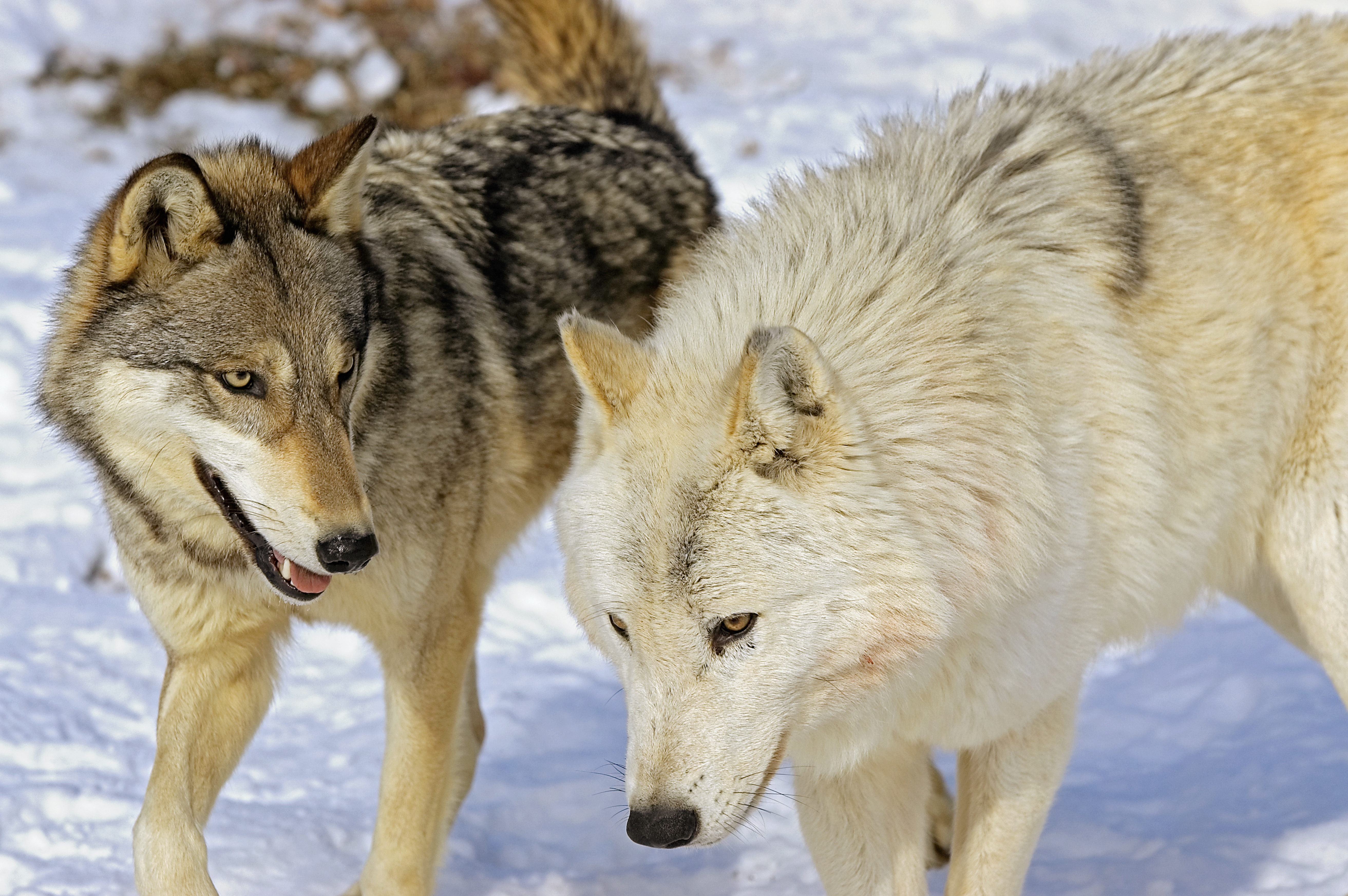 wolf pair red-beige