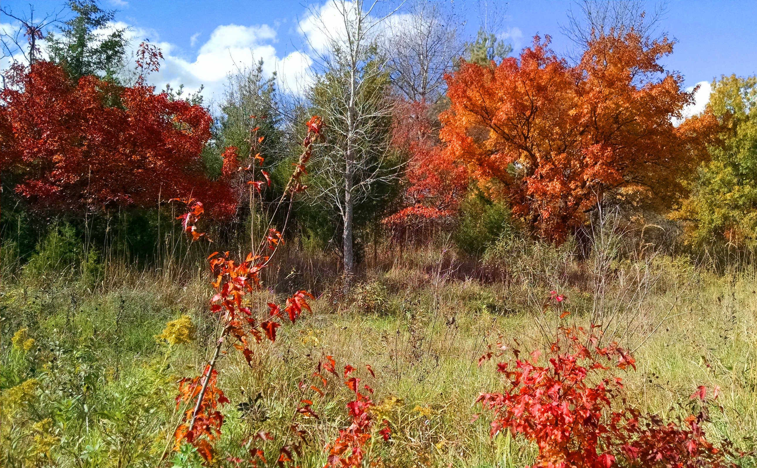 fallfoliagetrip2016tweaked